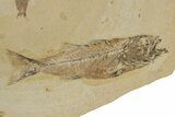 Multiple Fossil Fish Plate (Three Species) - Wyoming #240371-1